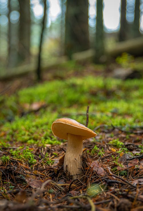 Flaches Fokusfoto Des Pilzes Im Boden