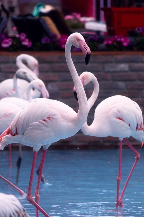 Free Graceful flamingos wade in serene waters, showcasing their elegant plumage and vibrant colors against a lush backdrop. Stock Photo