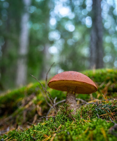 免费 地面上的棕色蘑菇 素材图片