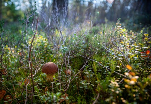 Brown Mushroom