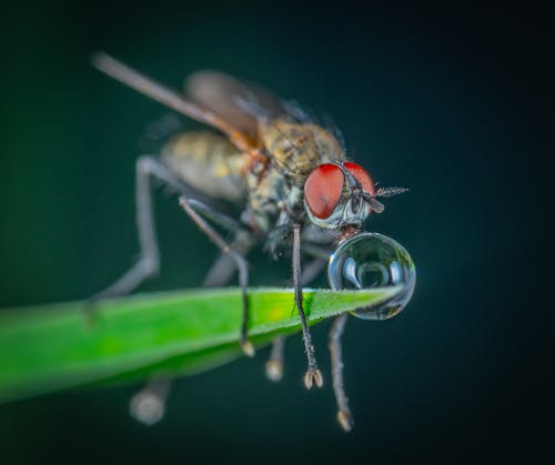 Macro Photography Of Fly Perched On Leaf