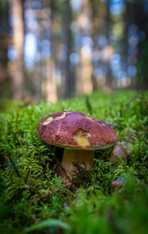 蘑菇的選擇性聚焦攝影