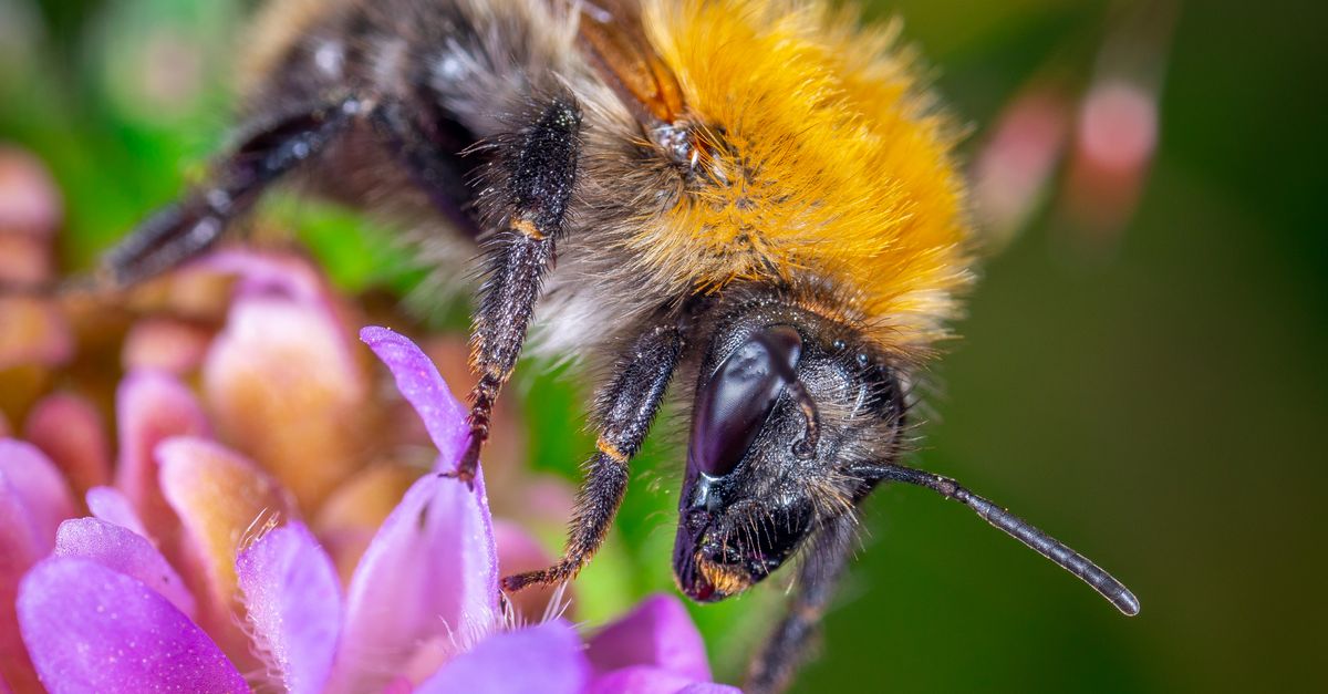 Close Up Photo Of Bumblebee Perching On Pink Flower Free Stock Photo close-up-photo-of-bumblebee-perching-on-pink-flower-free-stock-photo