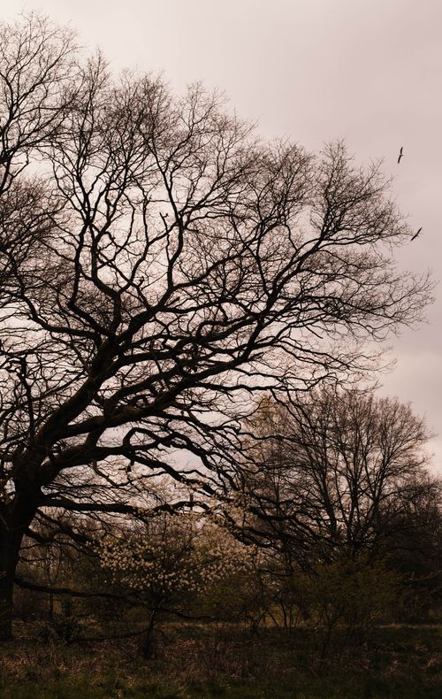 Free A majestic leafless tree silhouetted against a cloudy sky, evoking serene beauty. Stock Photo
