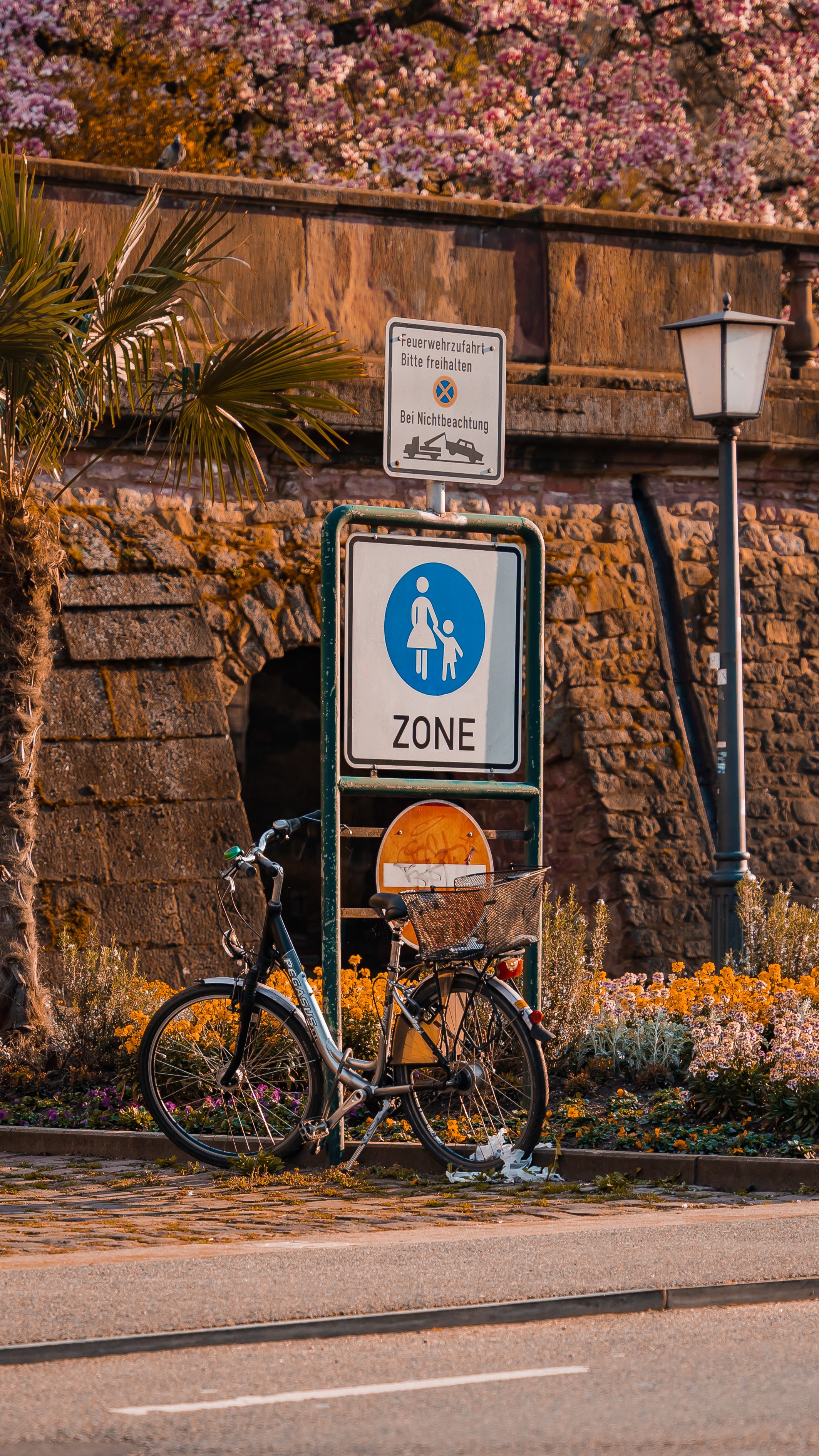 Bicycle parked near pedestrian zone sign in Heidelberg, Germany, adorned with spring blossoms.