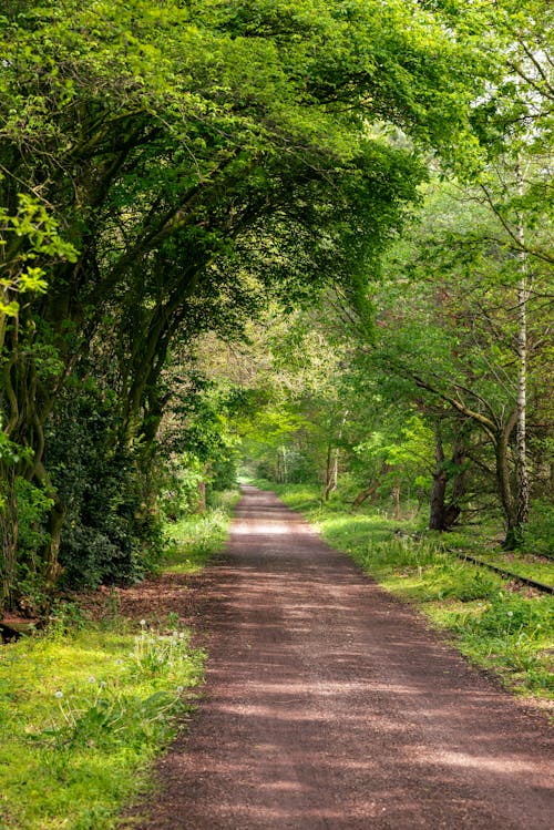 A Walkway between Bright Green Trees