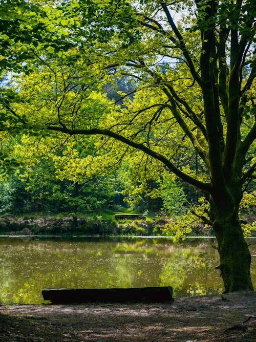 A Pond in the Park