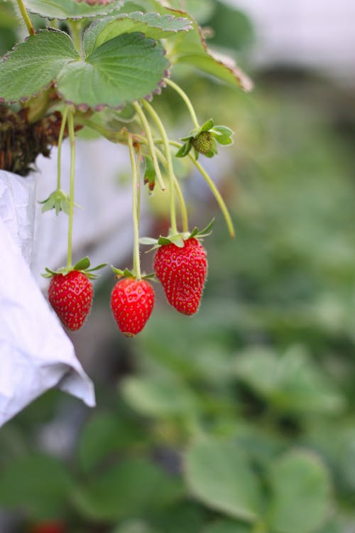 Foto Fokus Selektif Strawberry