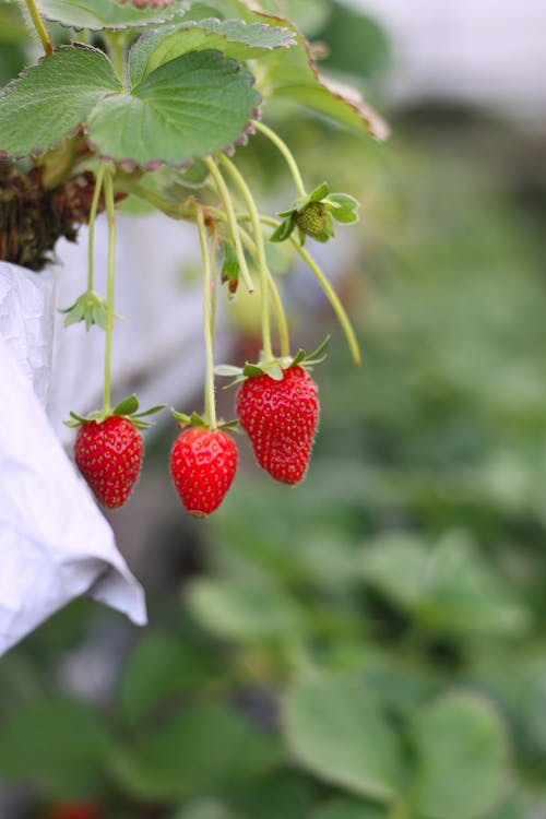 Foto Fokus Selektif Strawberry