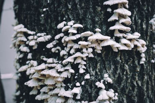 Free Close-up of white fungi clusters growing on a tree trunk in natural outdoor setting. Stock Photo