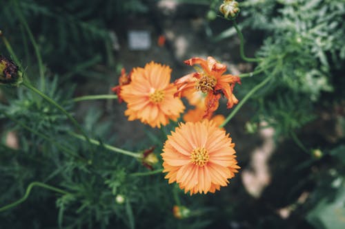 Δωρεάν στοκ φωτογραφιών με γκρο πλαν, λουλούδια, πέταλα