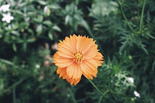 Close up of Orange Flower