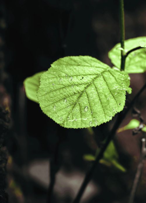 Free stock photo of green, leave, macro Stock Photo