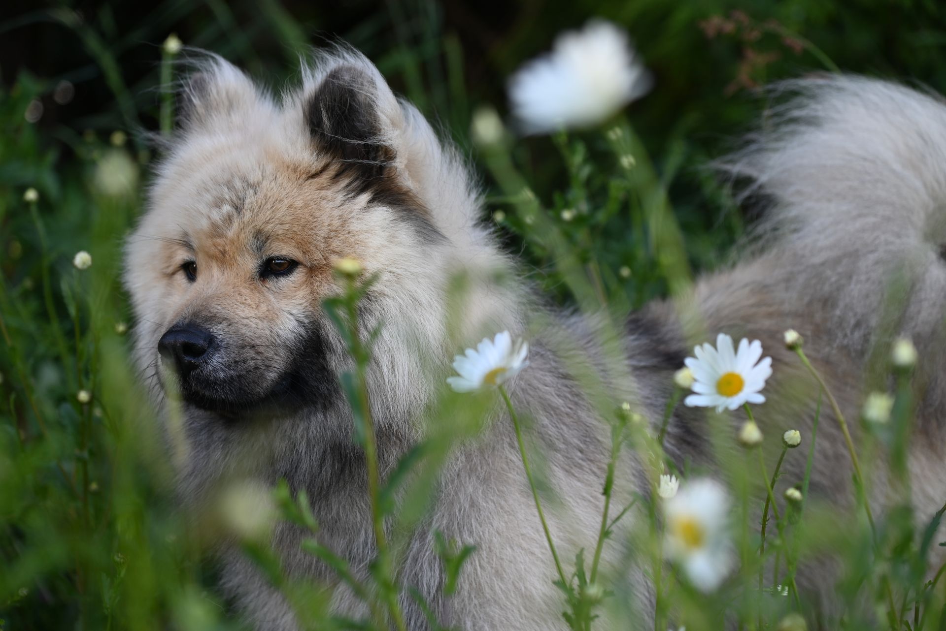 An Eurasier Dog on a Grass Field in Summer