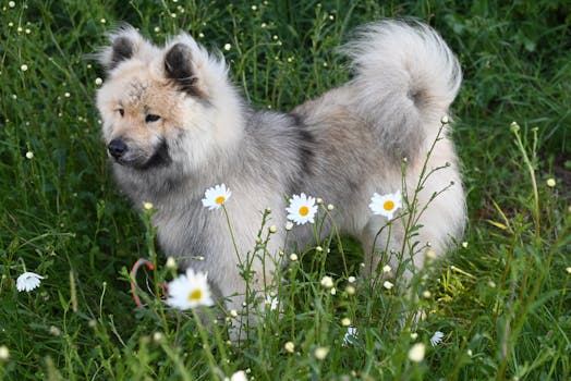 Eurasier image image_5