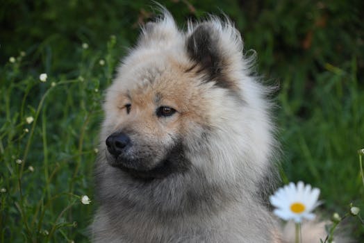 Eurasier image image_3