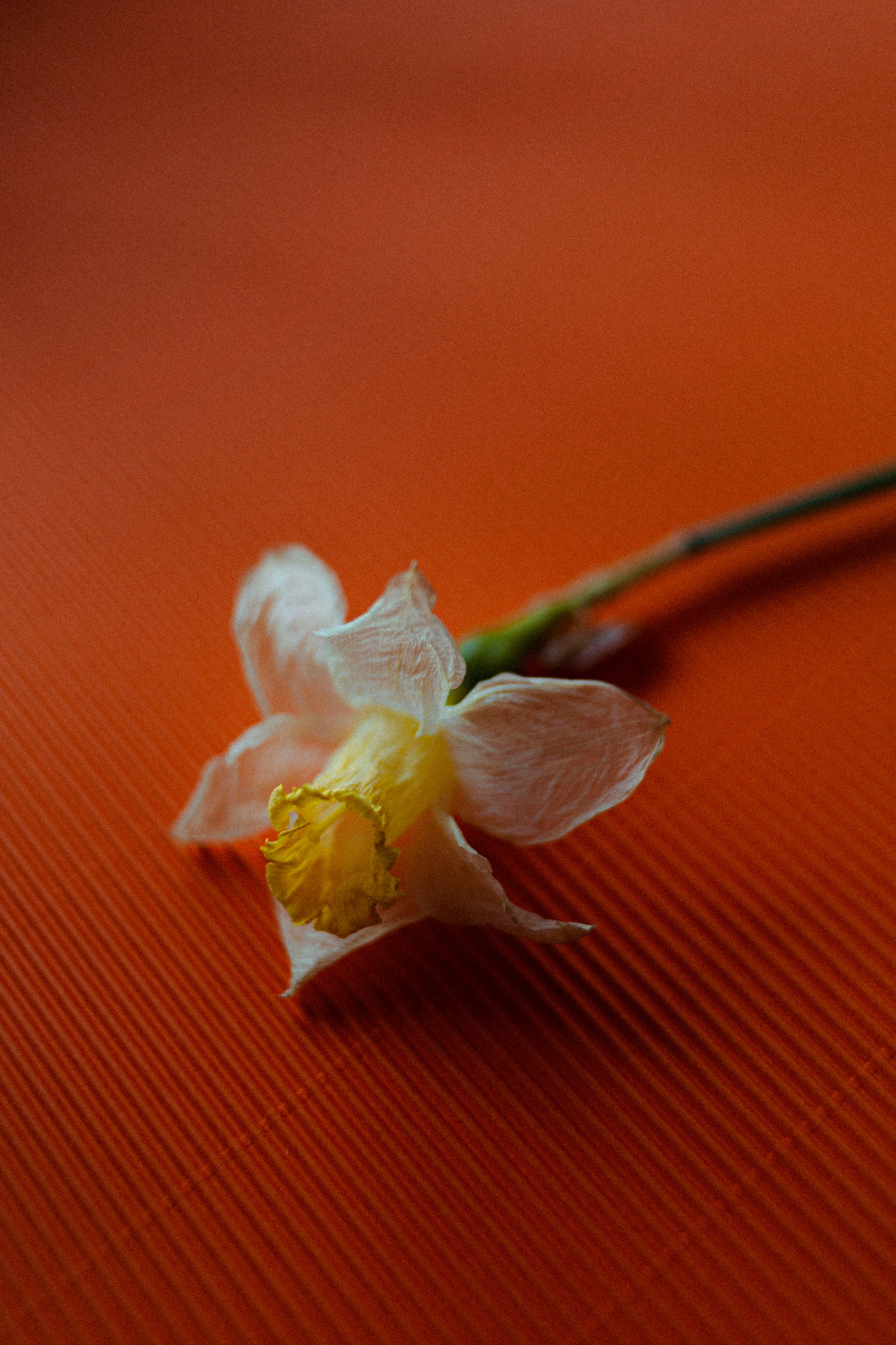Artistic image of a wilted daffodil flower on a vibrant orange surface, highlighting texture and color contrast.