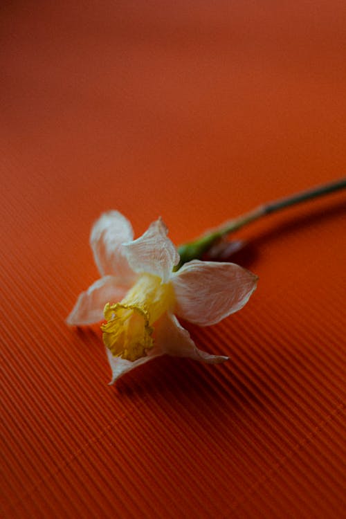 Бесплатное стоковое фото с flower, flowers, orange
