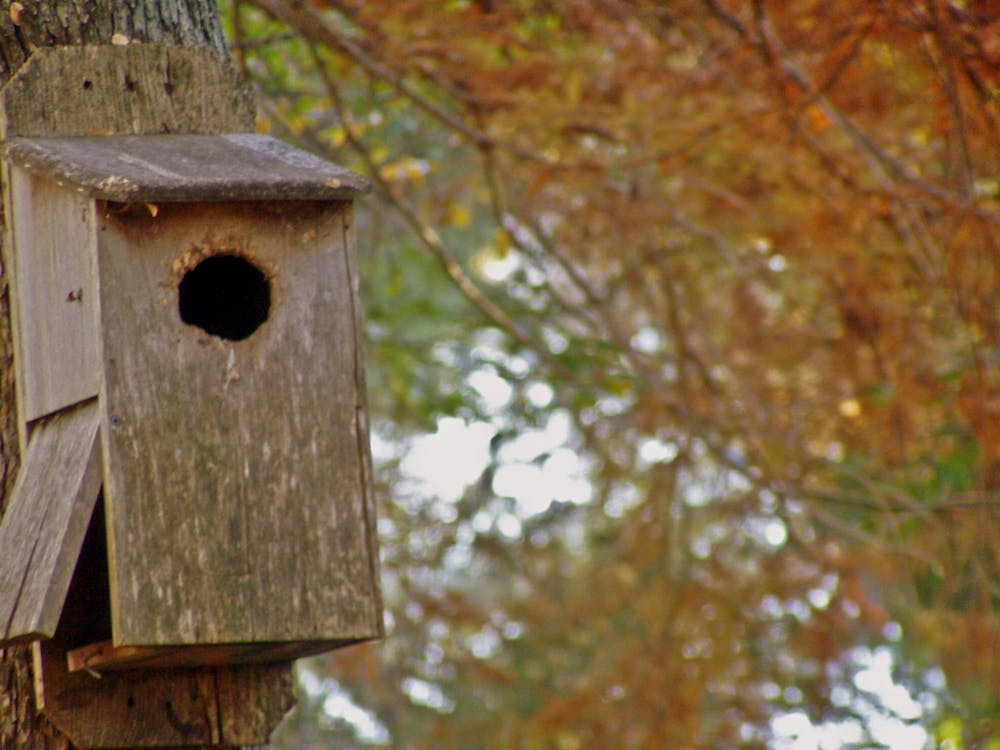 Free stock photo of bird house, birdhouse, fall foliage