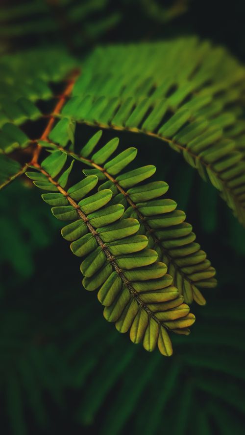 Free Macro shot of a vibrant green fern leaf with detailed texture, highlighting nature's beauty. Stock Photo