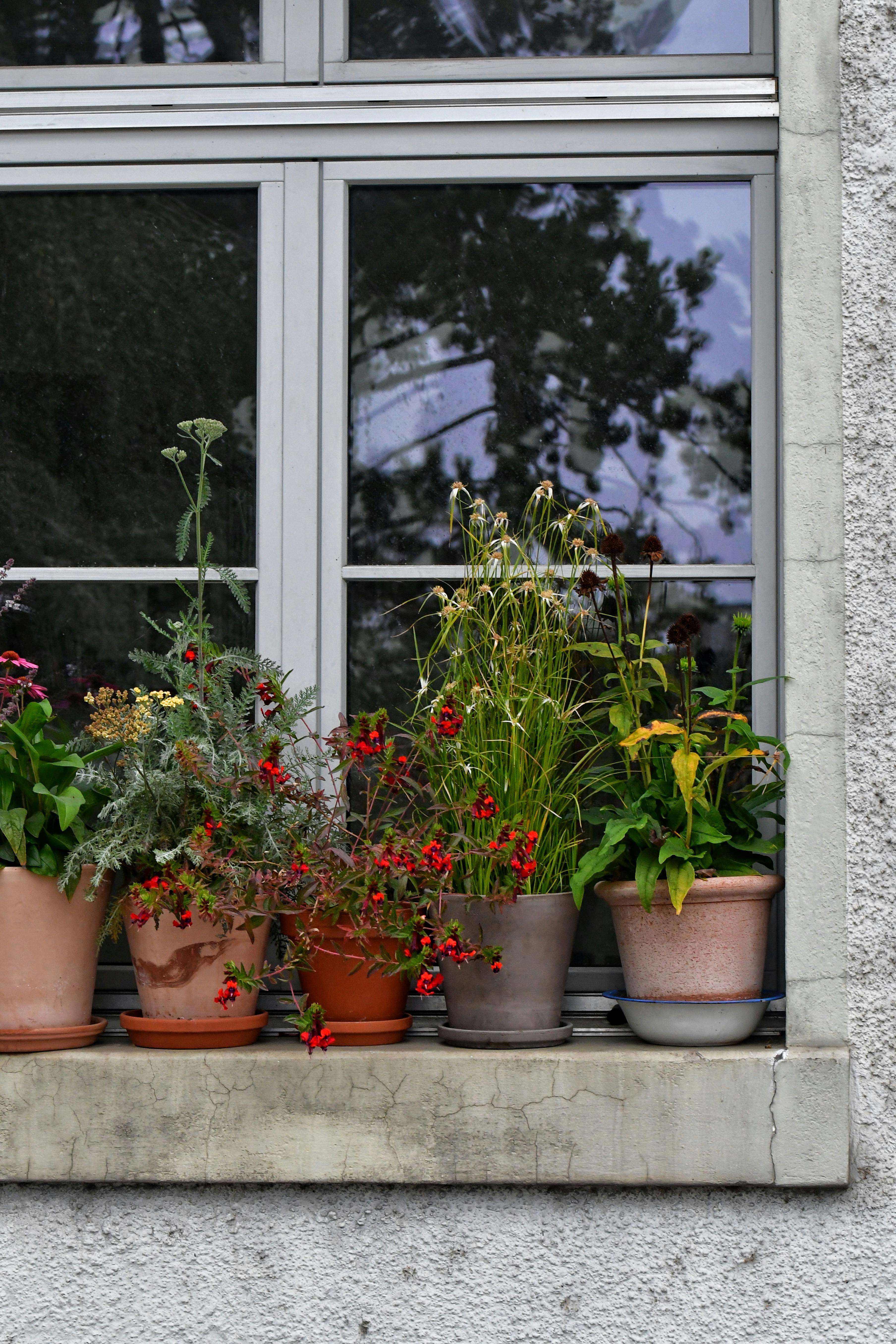 Plants on Windowsill &middot; Free Stock Photo