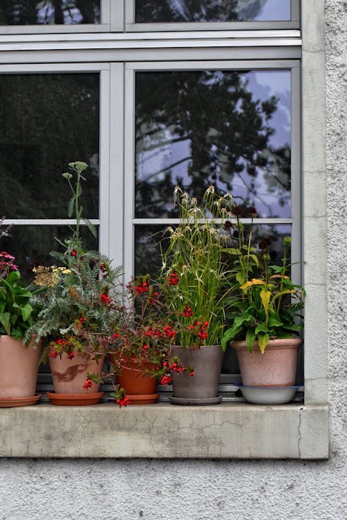 Kostenloses Stock Foto zu blumentöpfe, fenster, nahansicht