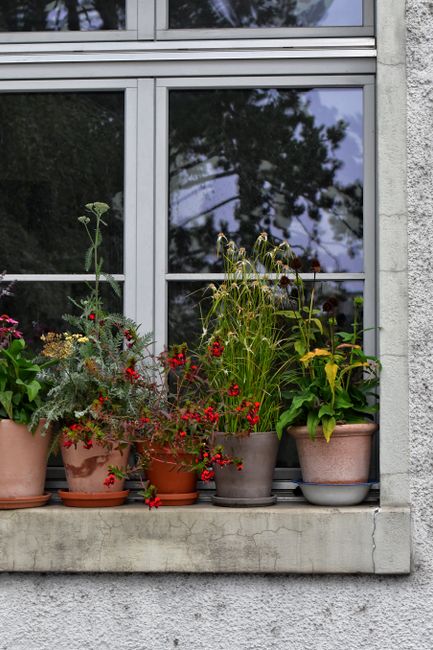A vertical shot of vibrant flowerpots on a windowsill, perfect for decor inspiration.