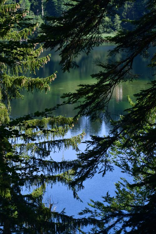 Evergreen forest reflected in an alpine lake — Peter Steiner on Pexels