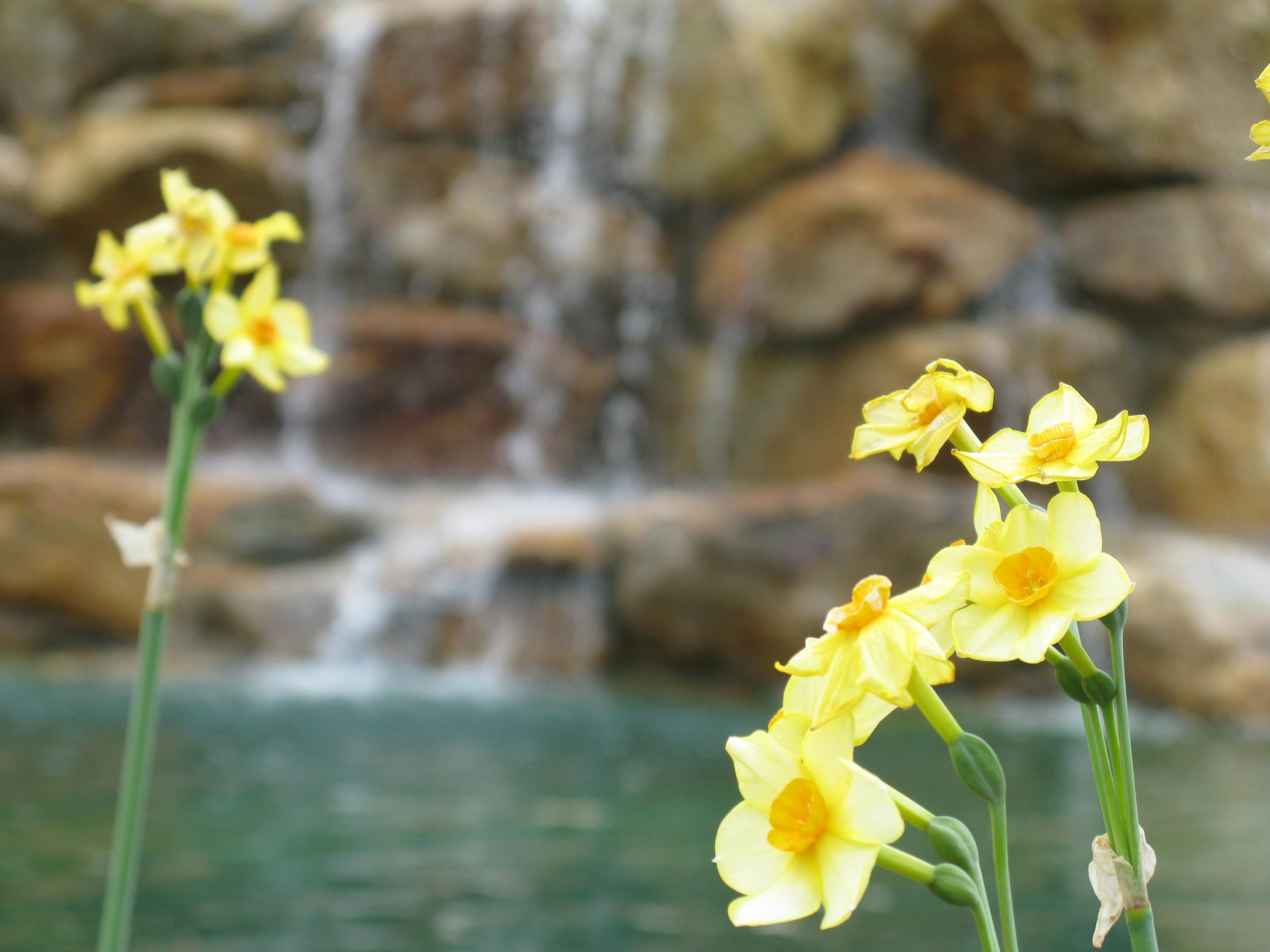 Free stock photo of blooming, daffodils, waterfall