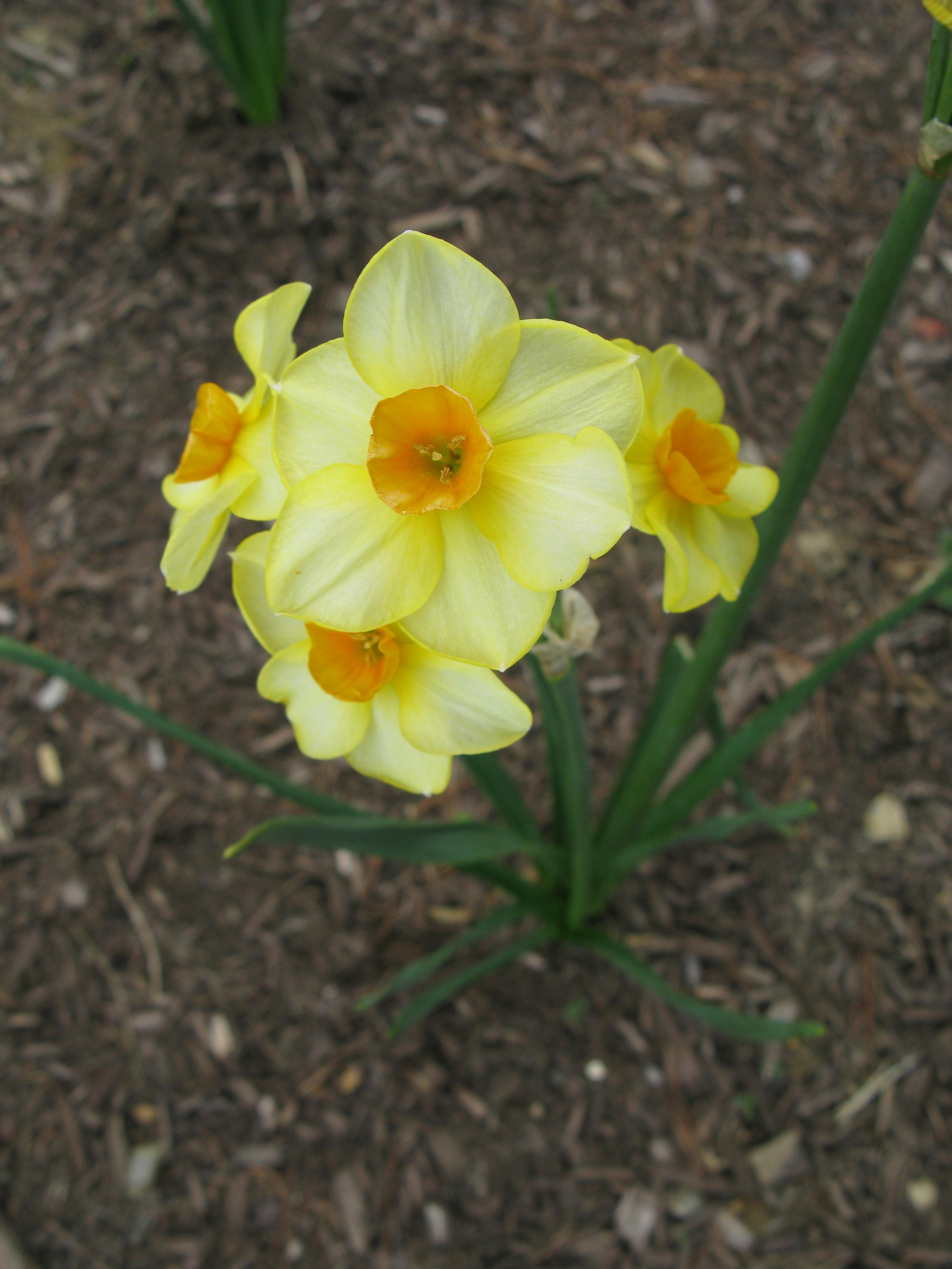 有关喇叭水仙 水仙花 綻放的花朵的免费素材图片