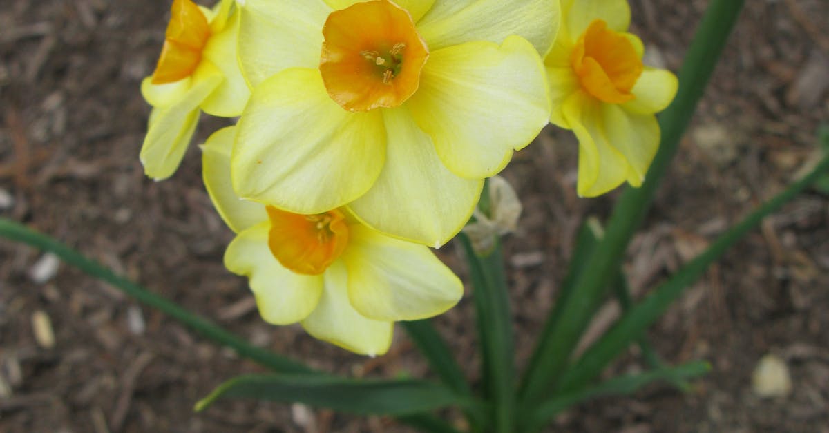 Free stock photo of blooming, blossoming, daffodil
