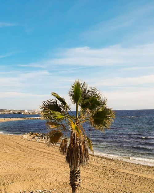 Free Beach scene in Marbella with clear skies and palm tree by the sea. Stock Photo