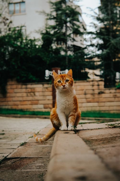 Free A captivating ginger cat sits outdoors in Ankara, capturing the essence of urban pet charm. Stock Photo