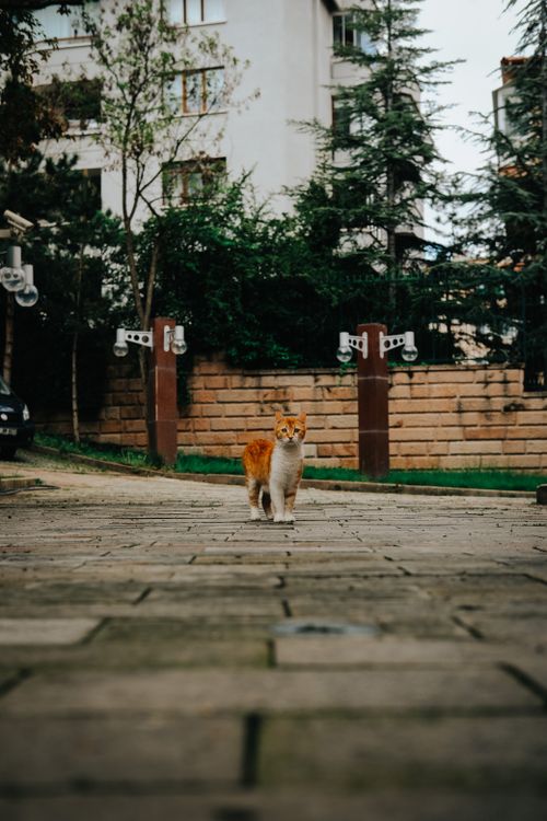 Free A cute orange cat stands on a city pavement with buildings and trees in the background. Stock Photo