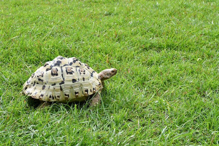 Turtle Standing On Lush Grass