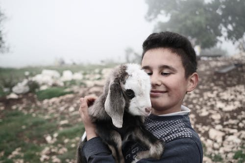 Foto d'estoc gratuïta de boira, enfocament selectiu, fotografia d'animals