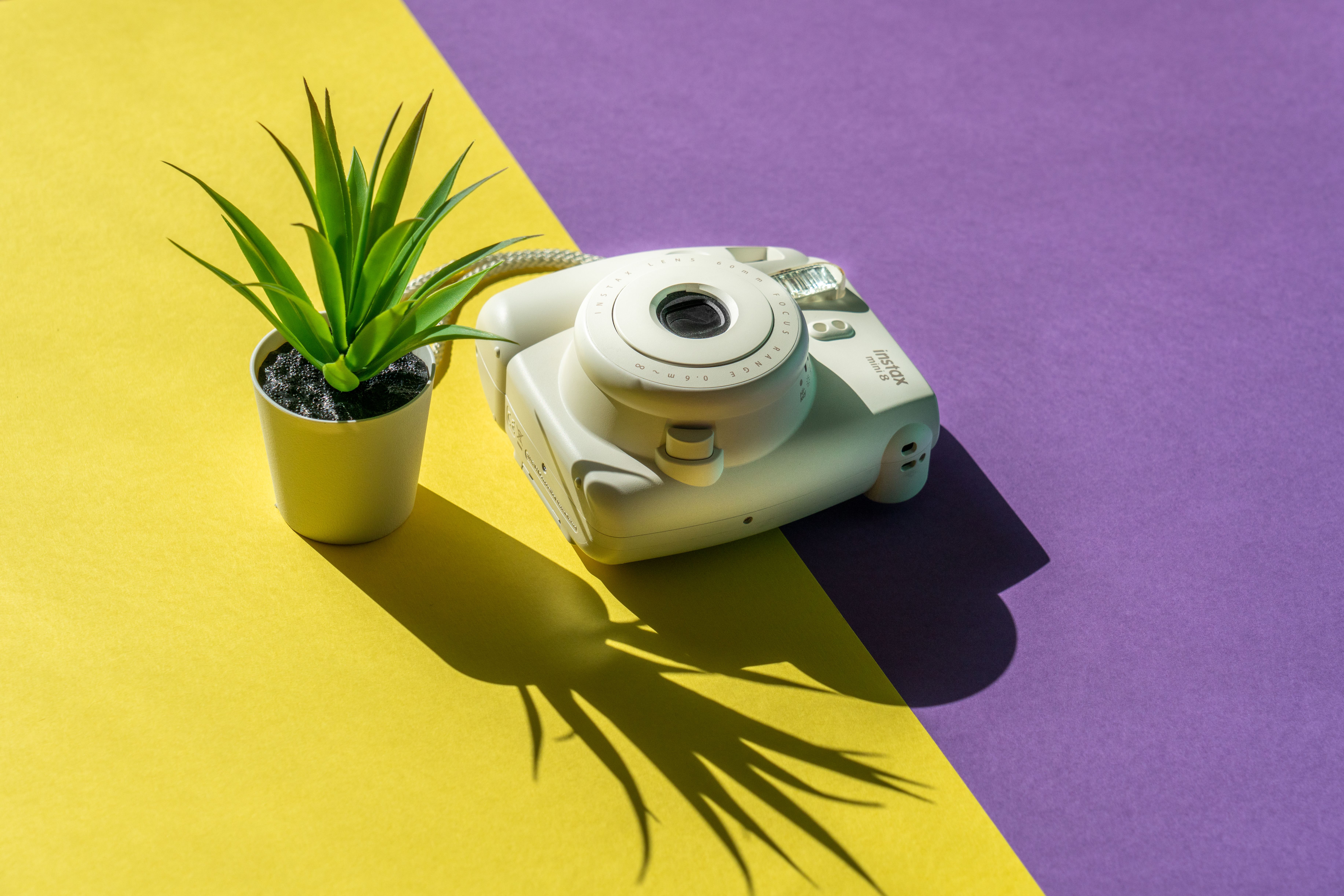 A vintage instant camera beside a potted plant on a vibrant yellow and purple background.