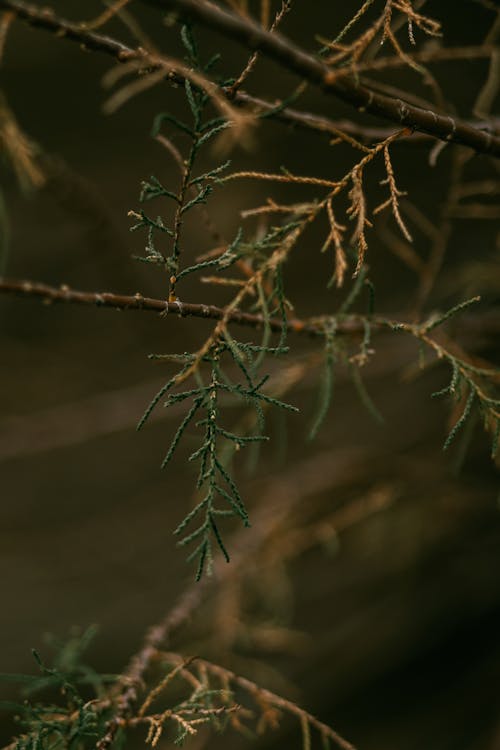 Photos gratuites de aiguilles, arbre, branche