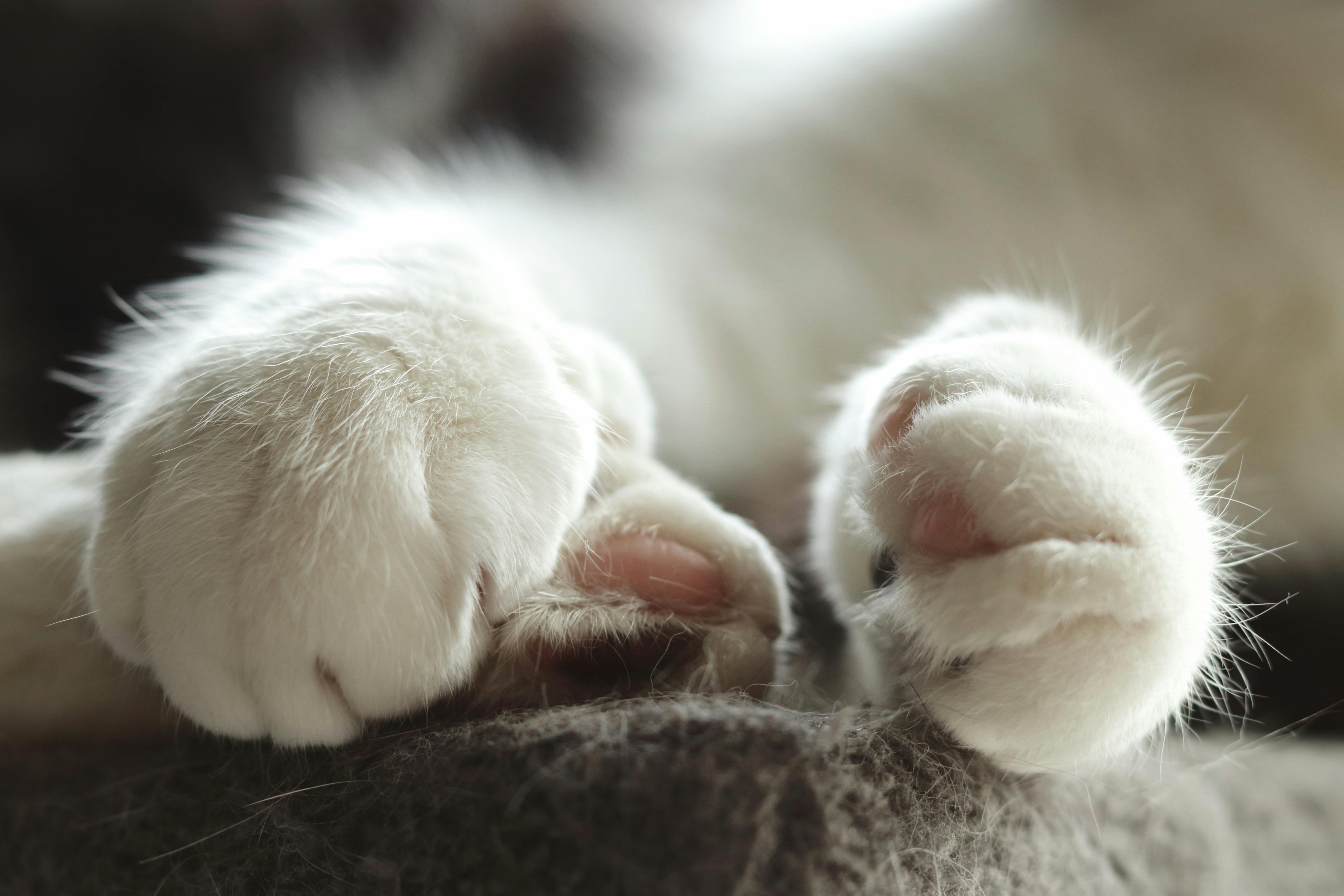 Close-up on White Cat Paws · Free Stock Photo