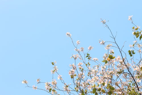 フラワーズ, 咲く, 明るいの無料の写真素材