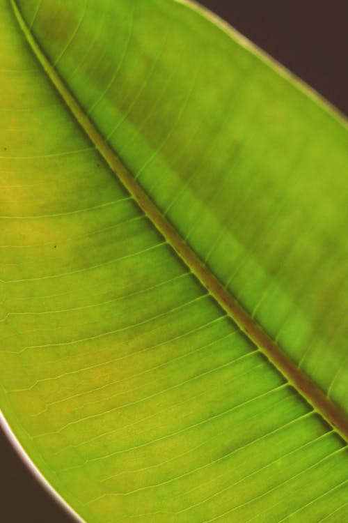 Close-up of a Green Leaf