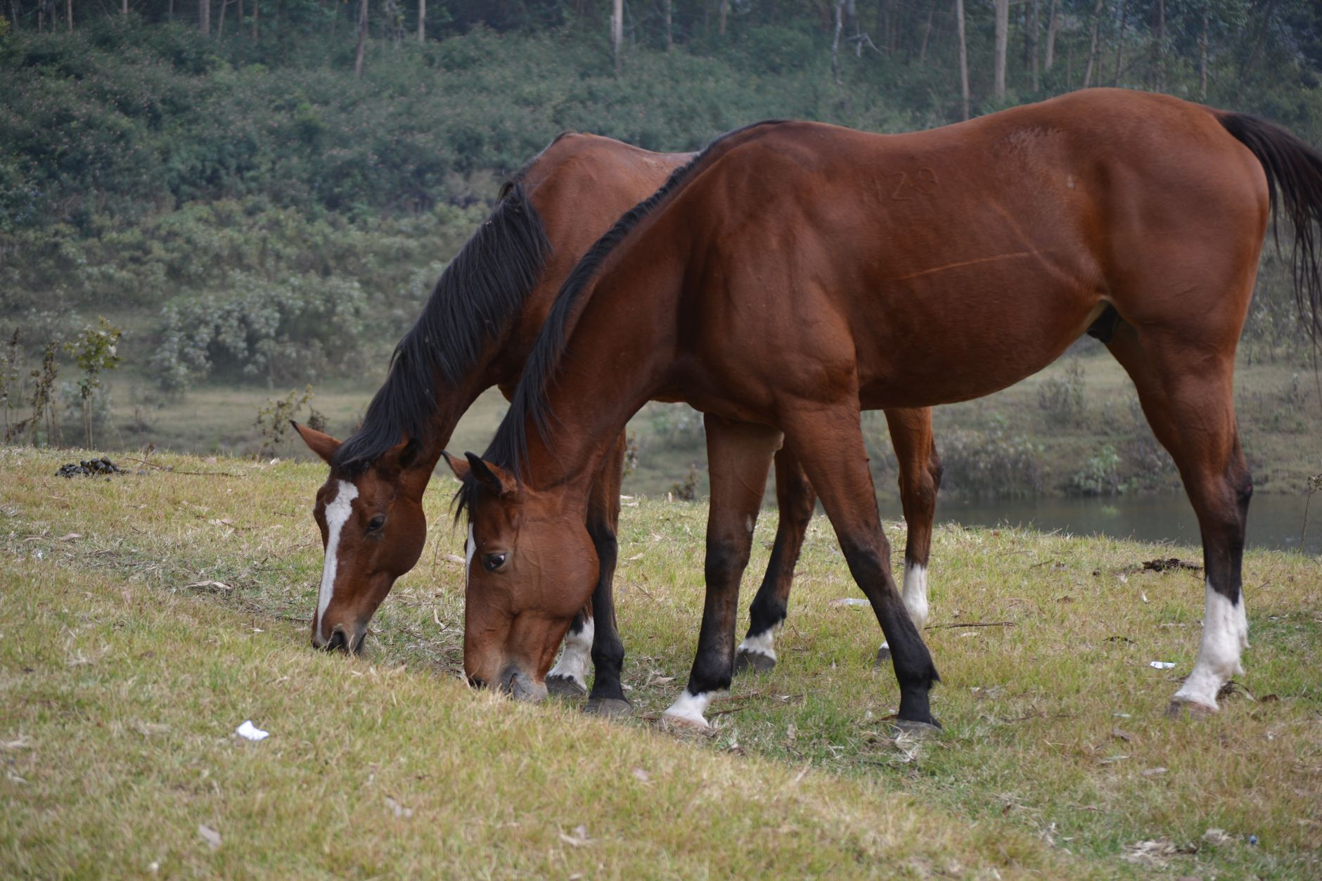 Portrait of a horse at a veterinary clinic