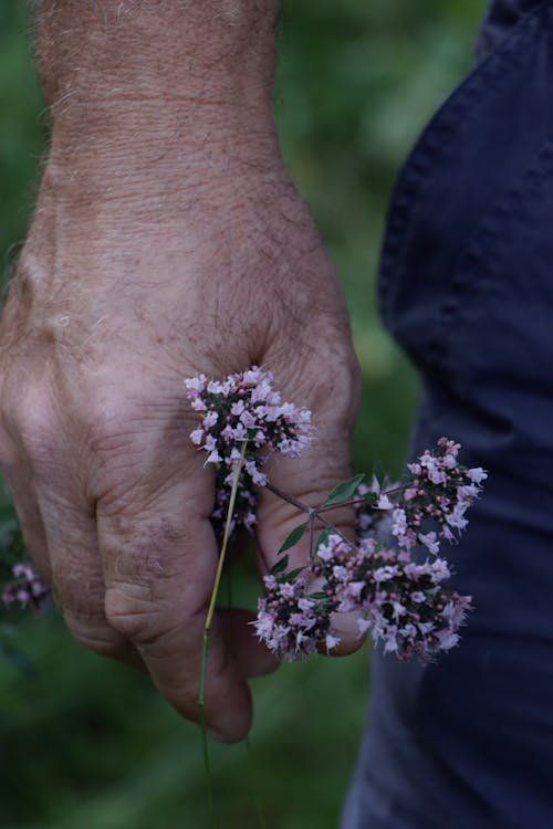 Kostenloses Stock Foto zu blume, festhalten, hand