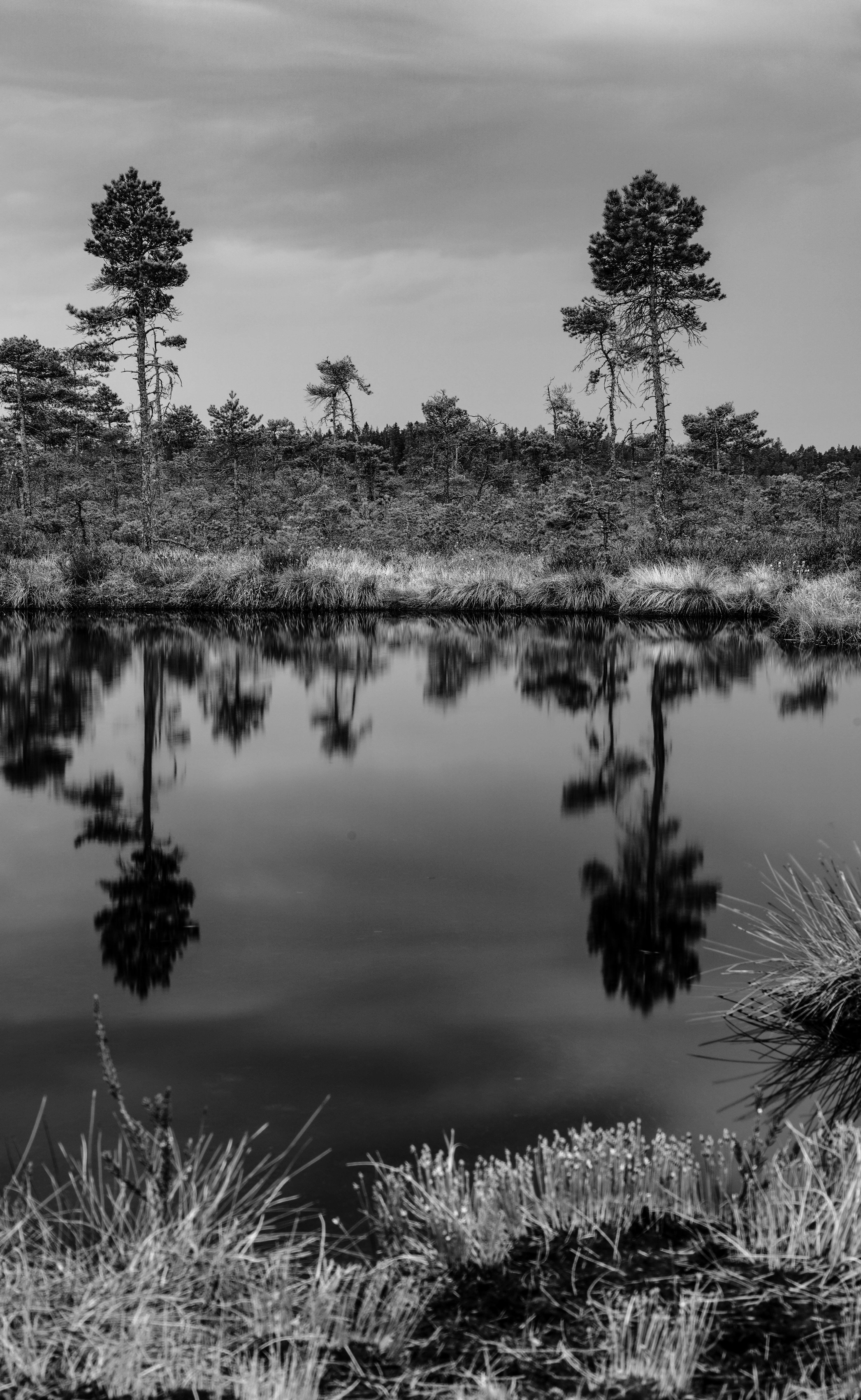 Serene black and white landscape featuring trees and reflections in a calm pond.