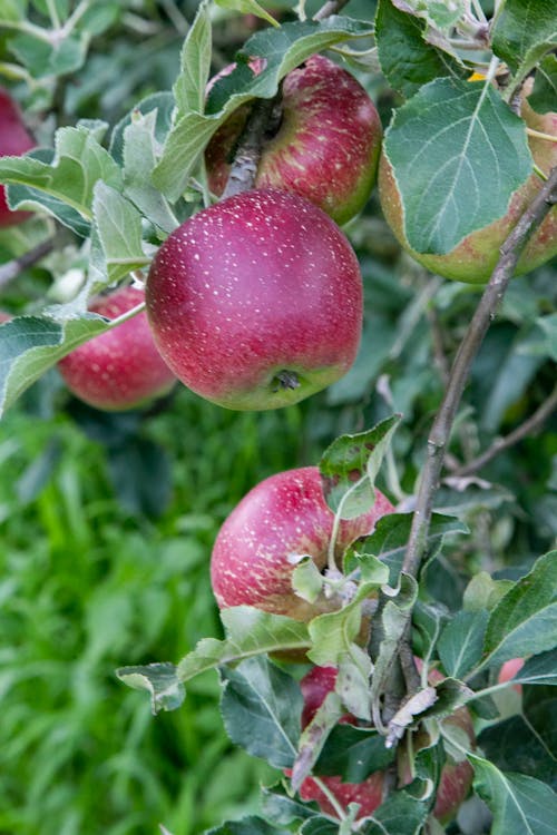 Close-up of Red Apples on a Tree Branch 