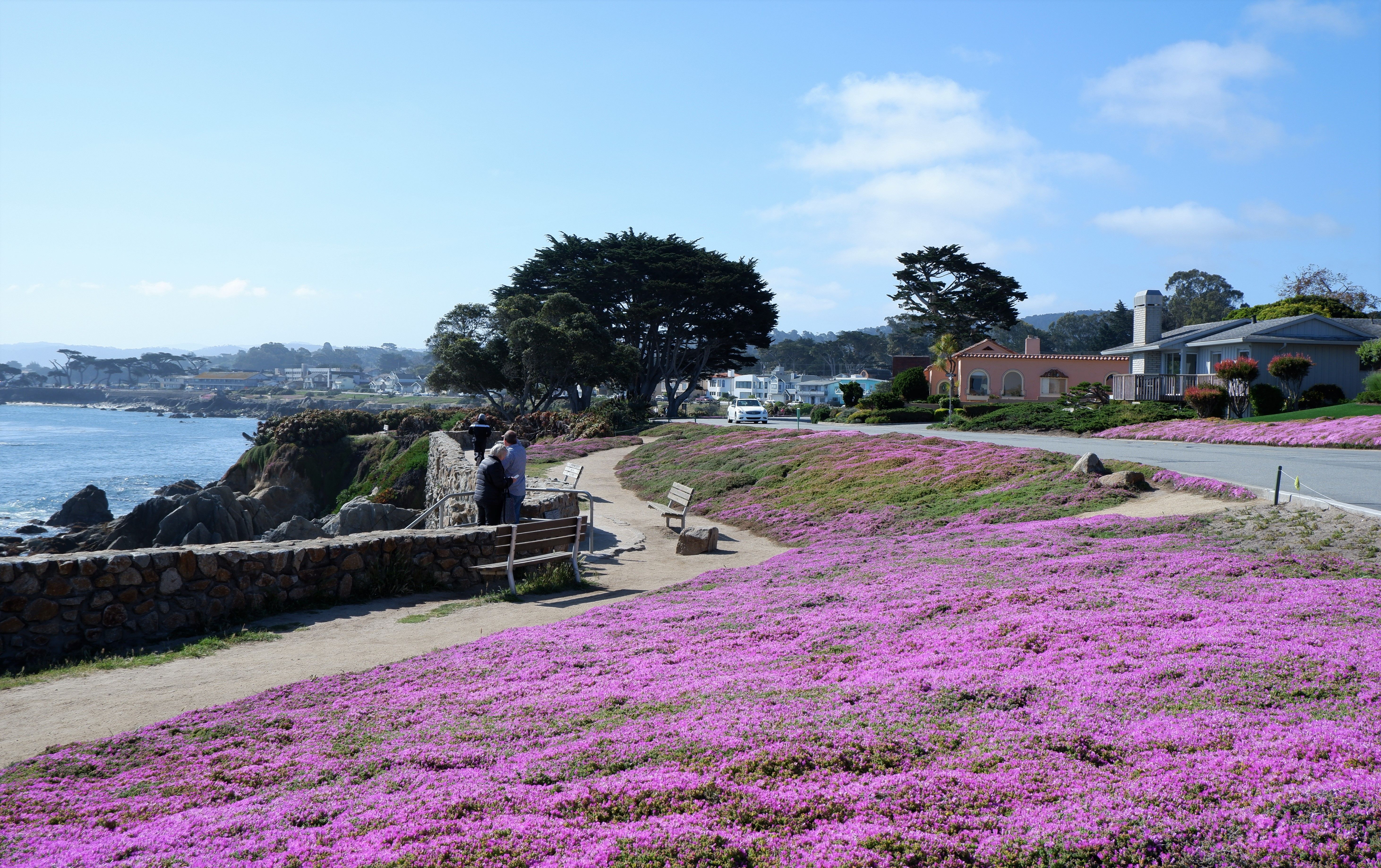Charming coastal path with blooming purple flowers and ocean view, perfect for a scenic walk.