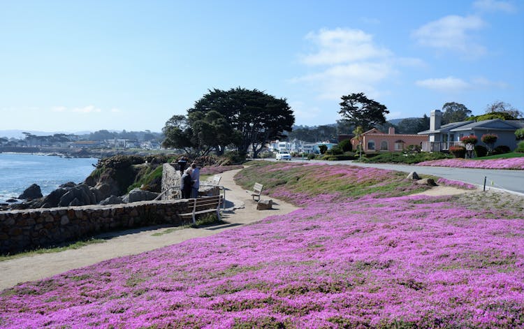 Purple Flowers Near Alley On Sea Coast