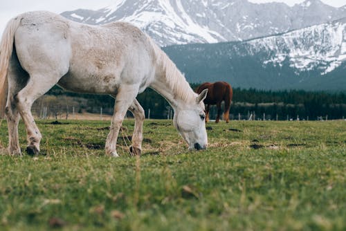 A White Horse on the Pasture