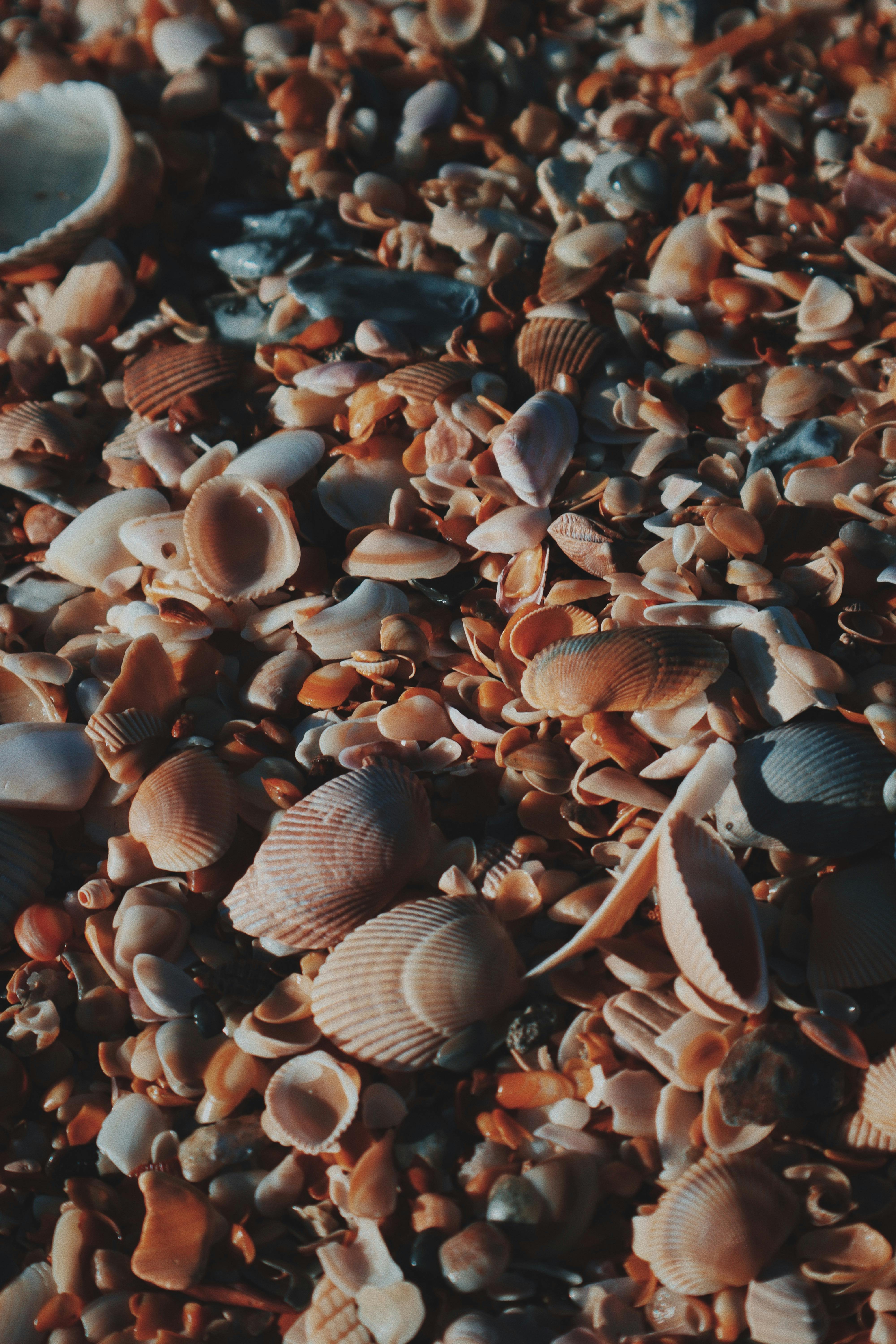 Close-up Photo of Seashells · Free Stock Photo