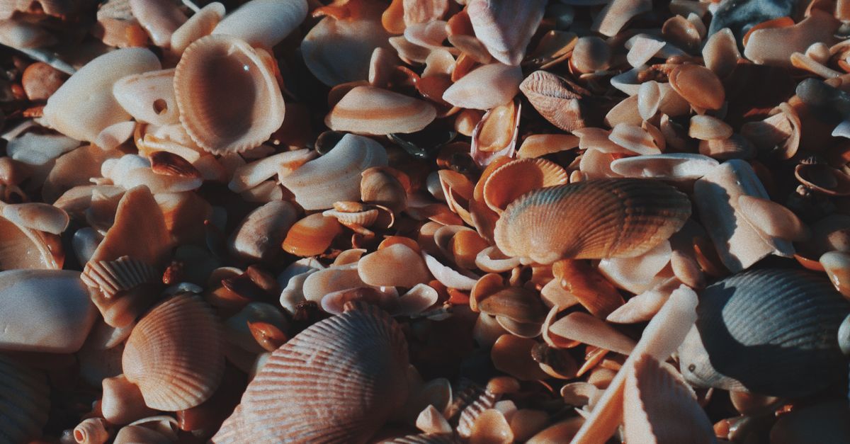 Close-up Photo of Seashells · Free Stock Photo